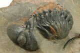 Dicranurus Trilobite With Five Reedops - Spectacular Piece #287360-7